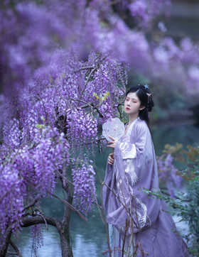 紫藤拂花树