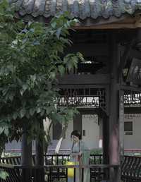 小黄花宋制汉服