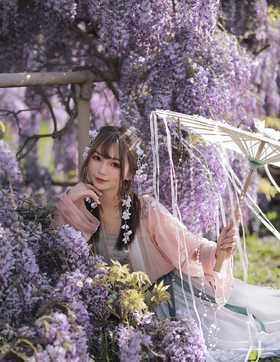 紫藤